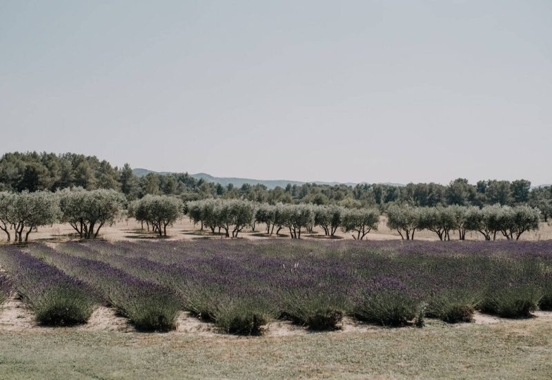 A vibrant lavender field in the South of France, illustrating the elegance of a romantic wedding. This exceptional setting, surrounded by olive trees, offers a unique venue for a grand ceremony. By Mademoiselle C, the bespoke wedding specialist, transforms this space into a private estate for a luxurious celebration. The sophisticated atmosphere and picturesque scenery make it the perfect setting for a dream wedding in