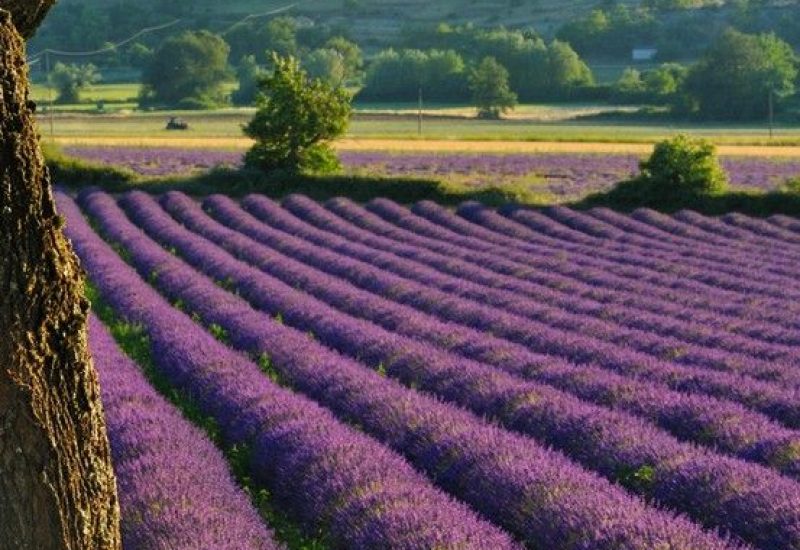 Un champ de lavande en Provence, parfait pour une cérémonie de mariage romantique et luxueuse. Ce paysage enchanteur, avec ses rangées de fleurs violettes, évoque un cadre idéal pour une célébration grandiose. 'By Mademoiselle C' excelle dans l'organisation de mariages sur mesure dans des lieux exceptionnels, transformant chaque événement en un moment unique. Imaginez votre rêve de mariage se réalisant dans ce domaine privé, entouré par la beauté
